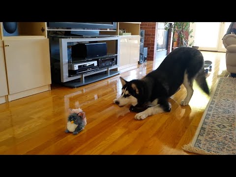 Funniest Huskies | 15 Minutes Best Videos