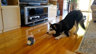 FUNNIEST Huskies 🤣 | 15 Minutes Best Videos by The Pet Collective 633,183 views 2 months ago 15 minutes