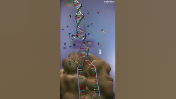 Decoding the Blueprint of Life: The Fascinating World of DNA