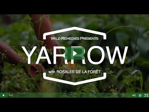 Video: Yarrow Herb - Instruktioner För Användning, Recensioner, Pris, Analoger