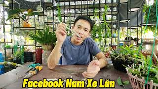 CÁCH NHÂN GIỐNG HOA LAN TRẦM TÍM - NAM XE LĂN