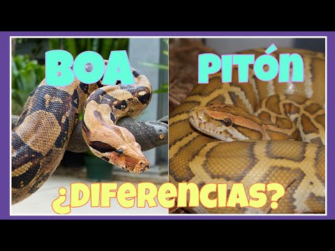 Video: ¿Cuál es la diferencia entre una boa constrictora y una pitón? Principales diferencias