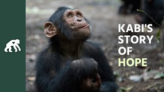 Get to Know Kabi's Tchimpounga Sanctuary Story of Hope
