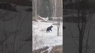 По дороге на шахту Распадская встретили медведя. Весна. Кузбасс.