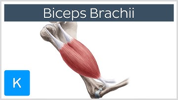 Biceps Brachii Muscle - Origins & Actions - Human Anatomy | Kenhub