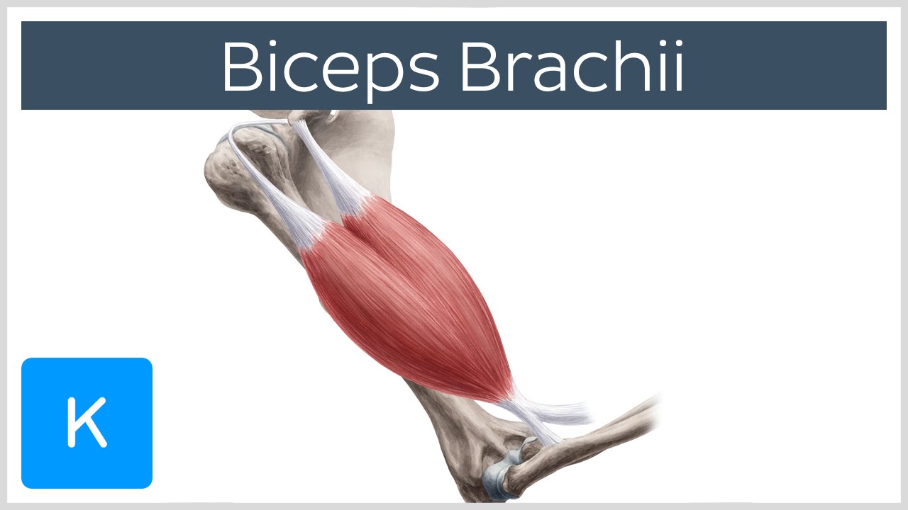Biceps Brachii Muscle - Origins & Actions - Human Anatomy | Kenhub