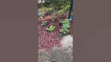 Extending the garden 🪴 🌱#garden #vegetables #fruit #greenthumb