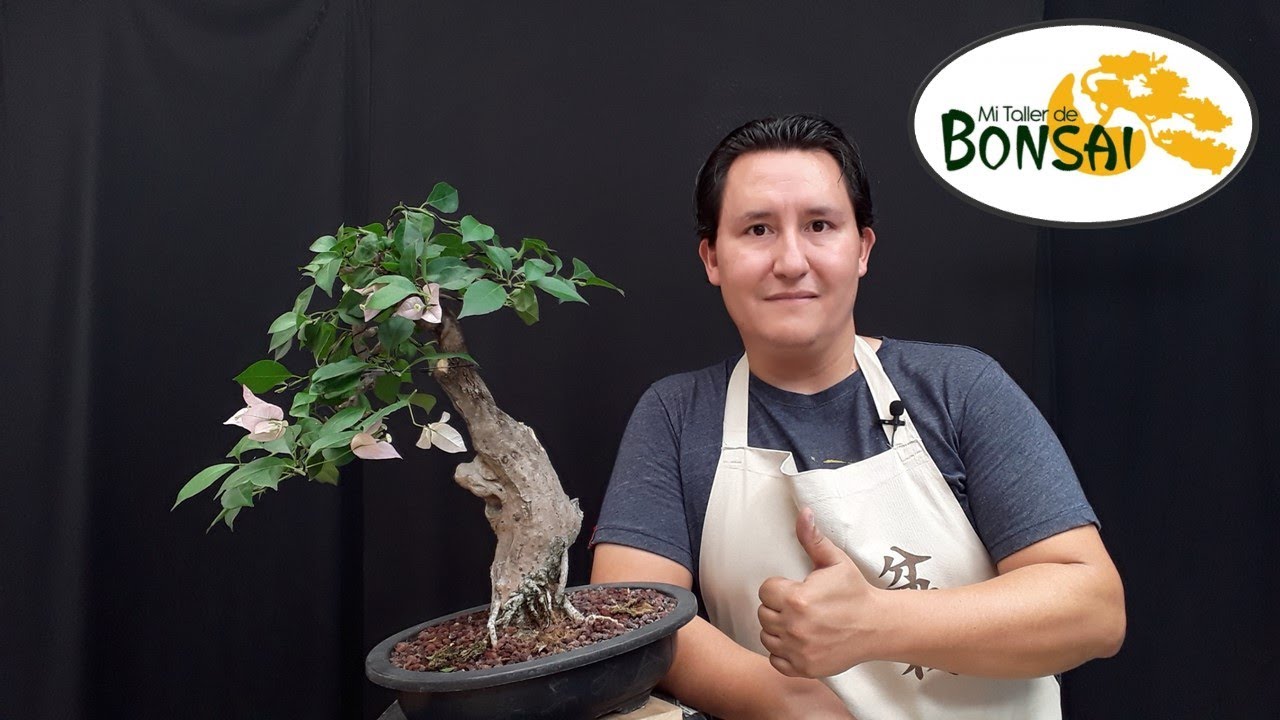 La NUEVA cara de mi bugambilia