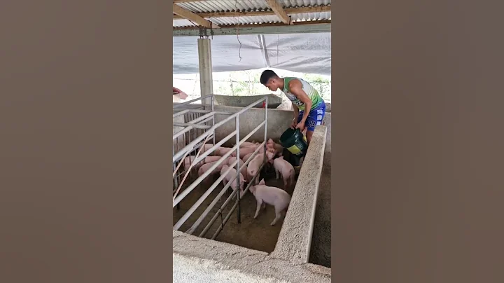feeding the piglets #hogfarming #pig #pigfeed #animals #hogger #pigfarming #farmer #farming