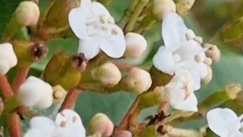 تلاوة سورة العصر مكررة، علاء عقل.