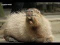 You Have Never Heard Capybaras Sound Like This. Extraordinary Sound of 2 Best Friends Calling Each