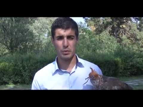 ფოთელი ბაზიერების ყირგიზული ტურნე 14 09 2016