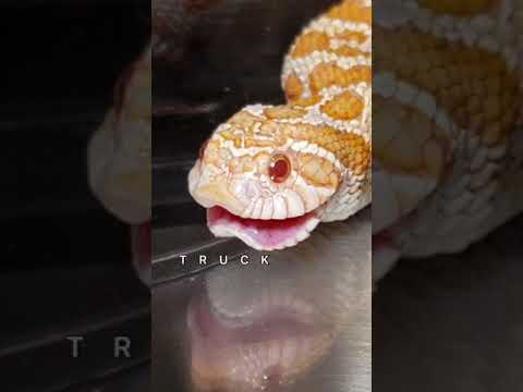 WESTERN HOGNOSE HONK