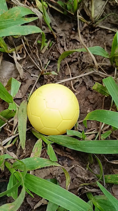 small yellow egg in the garden #horror #creepy #scary #creepypasta #egg #eggs