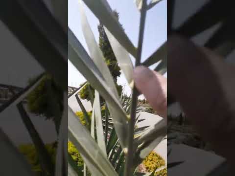 معرفة النخيل ذكر وانثي