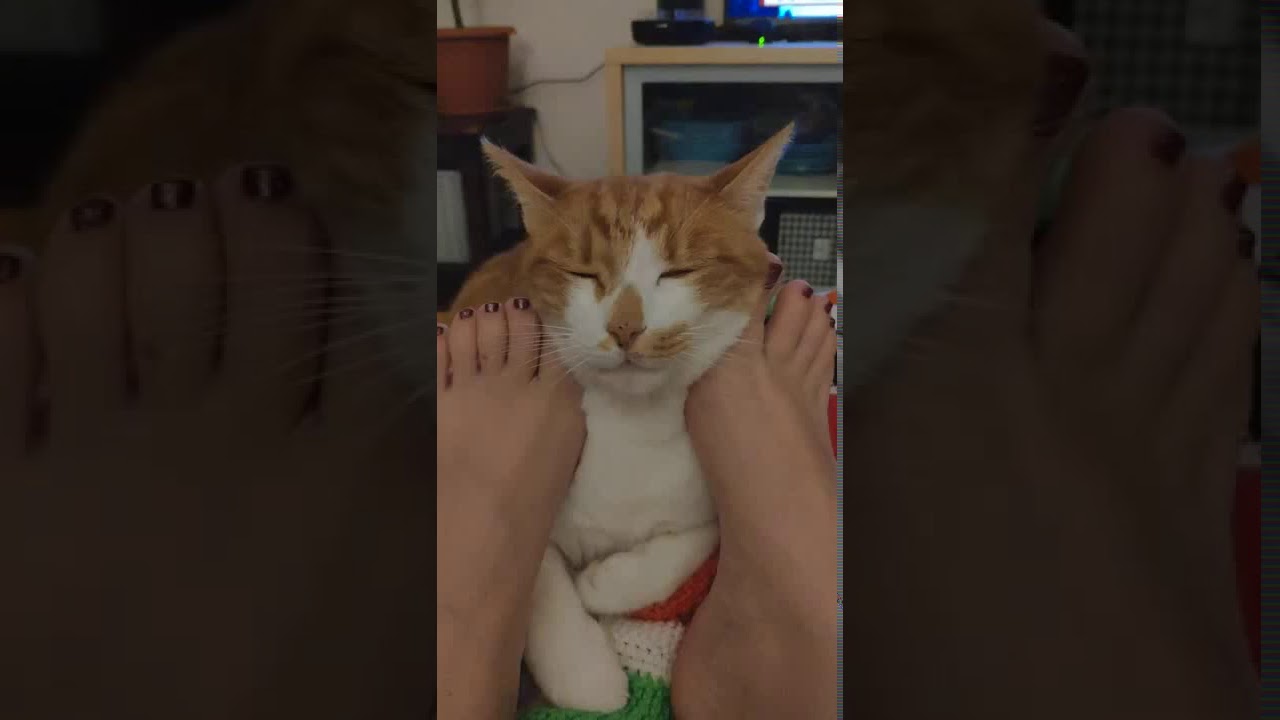 Foot massage cat YouTube