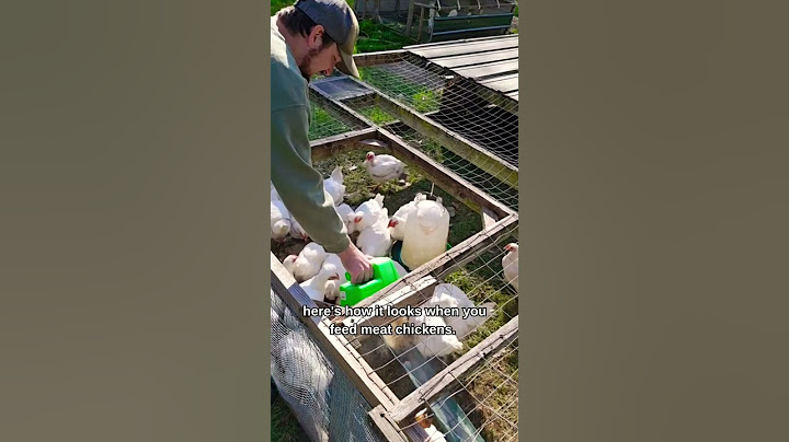 EGG LAYER CHICKENS V.S. MEAT BIRD CHICKENS