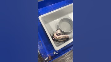 Live Ball Python Feeding. #snake #reptile #short