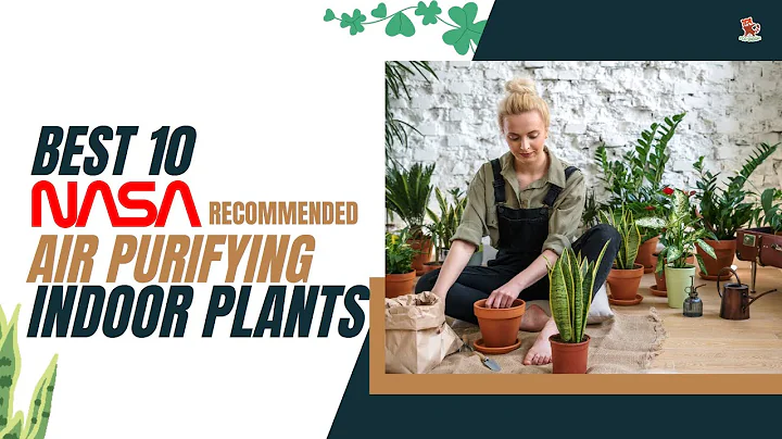 Best 10 Air purifying indoor plants | Approved by NASA - DayDayNews