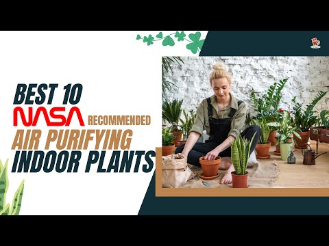 Video: Indoor plants that purify the air: names with photos, description