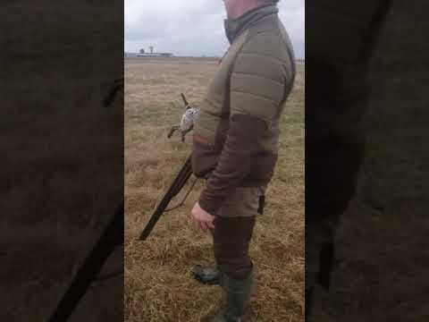 Brac german Tipei Călin