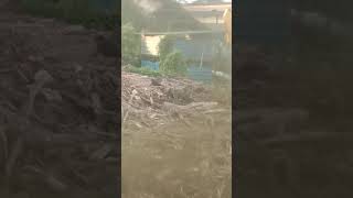 Download Lagu Pikat burung terkukur MP3