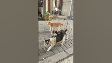 Cats Looking So Confused 😂 | Funny Cat Short