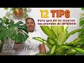 12 TIPS PARA QUE NO SE MUERAN LAS PLANTAS DE INTERIOR / Liliana Muñoz