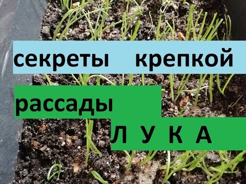 КАК ВЫРАСТИТЬ КРЕПКУЮ