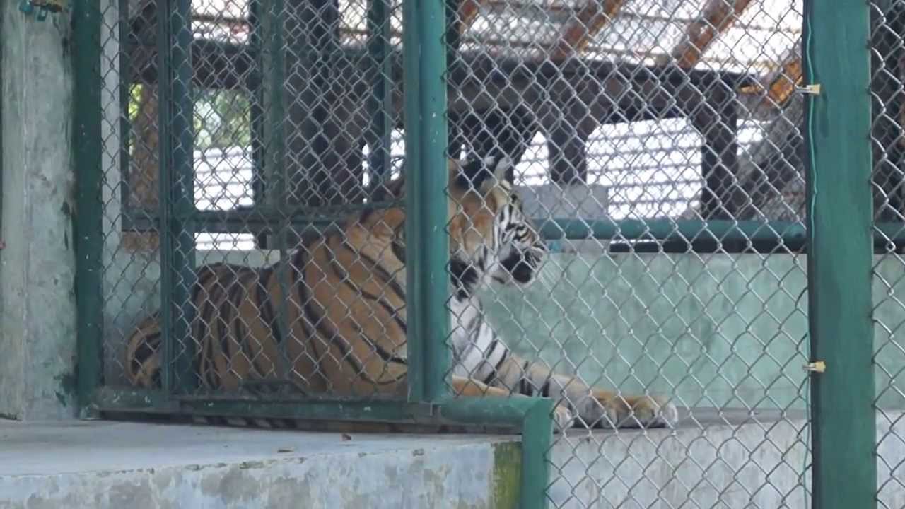 Tiger Kingdom Phuket - YouTube