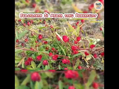  MANFAAT  ROSELLA MERAH  TEH BUNGA  ROSELLA YouTube