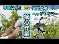 マキタ充電式ポールトリマーを使って摘心作業！成長バランスを保つために、新梢の先端を取り除く大切な作業！
