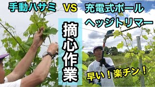マキタ充電式ポールトリマーを使って摘心作業！成長バランスを保つために、新梢の先端を取り除く大切な作業！