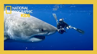 worlds biggest great white full episode natgeokids