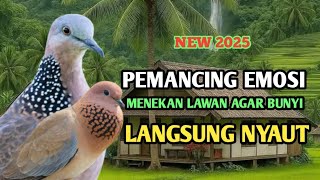Download Lagu SUARA BURUNG TEKUKUR GACOR PALING AMPUH UNTUK PANCINGAN PIKAT #1 MP3