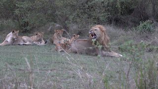 Older lion cubs teach 'kids' not to bite Dad