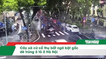 Cây xà cừ cổ thụ bất ngờ bật gốc đè trúng ô tô ở Hà Nội