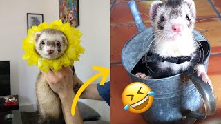 😂 Ferrets of Tiktok [Compilation] - Funny Ferrets videos - Funny ferret Fails - funny videos 2020