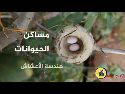 مساكن الطيور  اليمن عمان مصر الجزائر ليبيا المغرب تونس الحمارالعريقي