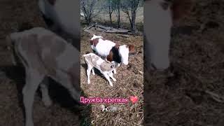 Дружба крепкая 🐃🐄💖