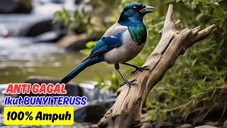 Download Lagu Masteran Murai Batu Full Isian untuk Meningkatkan Kualitas Suara dan Volume MP3