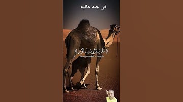 تلاوه خاشعه للشيخ عبد الرحمن مسعد في جنه عاليه لا تسمع فيها لاغيه #اكسبلور #المصحف #quran  #تصويري