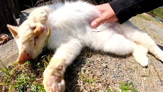 甘えん坊の猫が橋の前で「行っちゃダメだニャ～」と駄々をこねる
