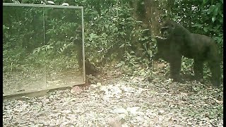 This Adolescent Gorilla's Attitude Is Really Very Close To That Of His Human Cousins (Gabon Jungle)