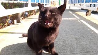 桟橋で乗船する人にいちいち挨拶してまわる黒猫
