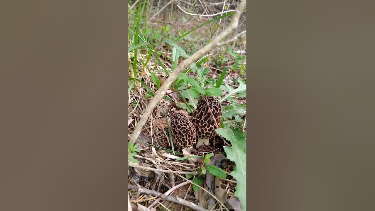 Morels 2023 Day 3 YouTube
