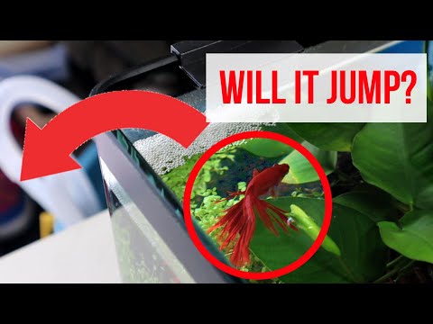 Video: Mengapa betta melompat keluar dari tangki?