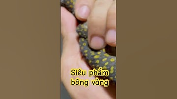 Siêu phẩm bông vàng , giá tắc kè, bán tắc kè , nuôi tắc kè #traitackephuchau #tackegiong