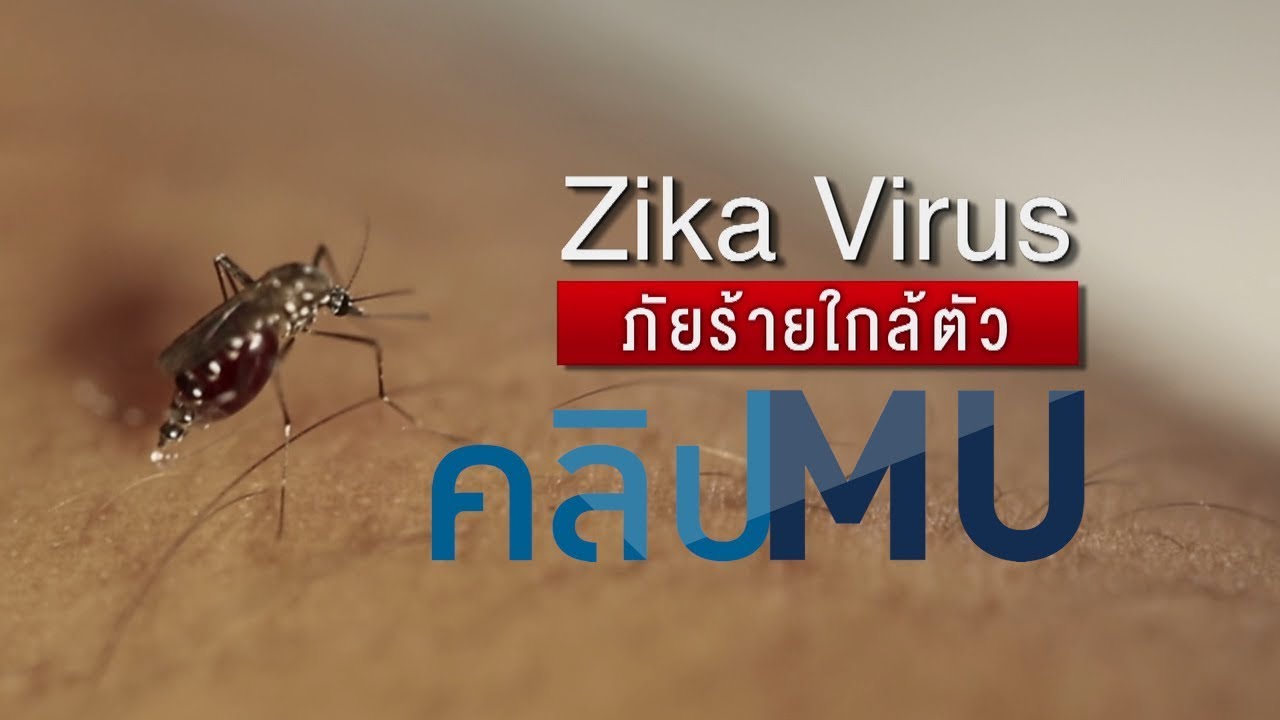 ซิกาไวรัส ( VIrus ZIKA) ระบาดอีก กทม.ประกาศเตือน