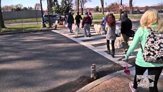 Samoyeds @ Cherry Blossom Festival by SamoyedMoms 1,800 views 10 years ago 8 minutes, 2 seconds